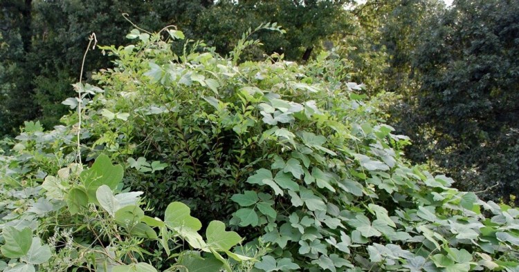 kudzu